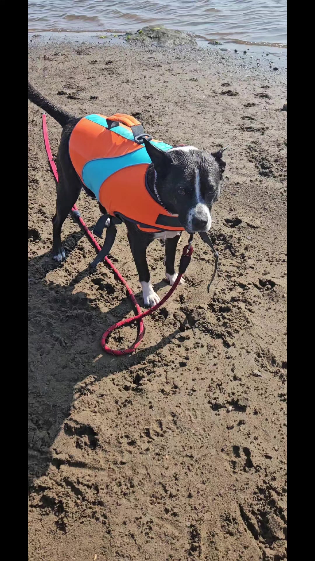 @S & S Vienneau rescues