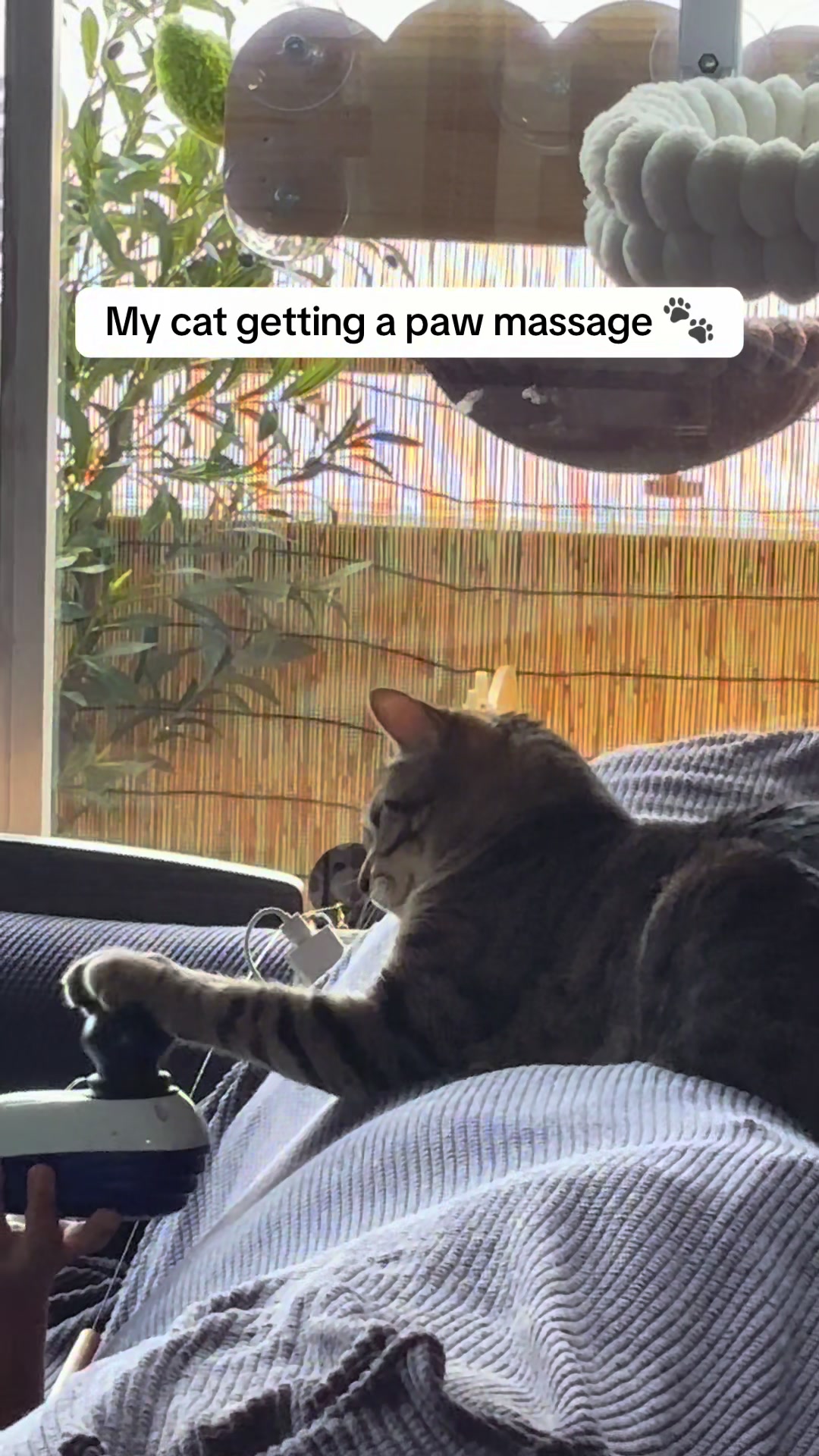 @Meowster_World