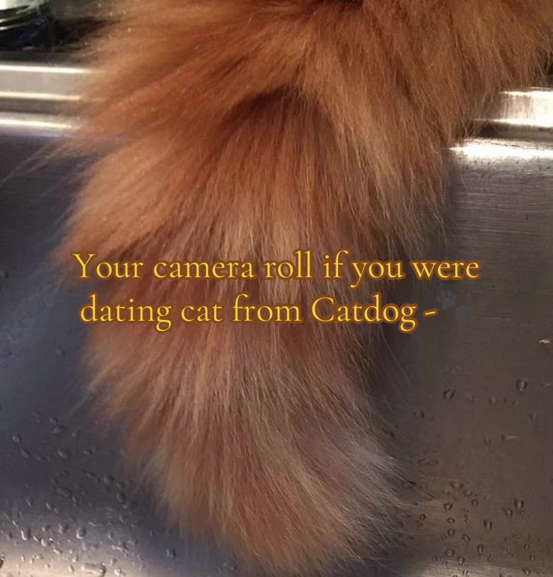 @Mrs Dottie Caticus ♥️