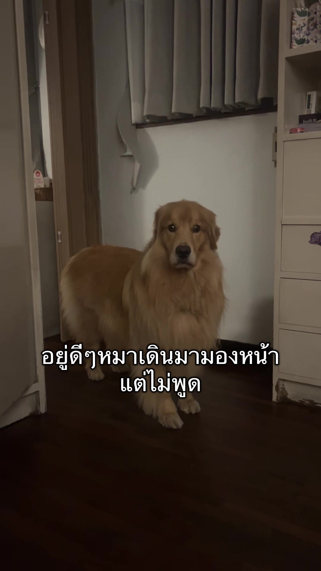 @ตินติน โกเด้นตาเหล๋