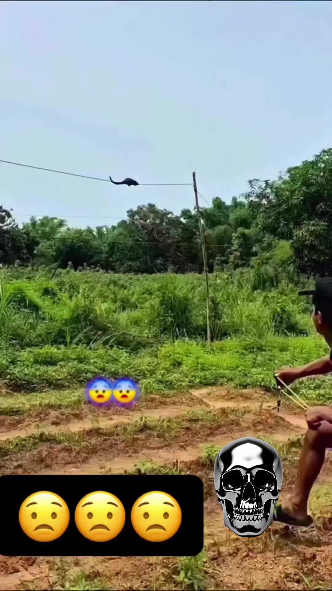 @pollocamaron