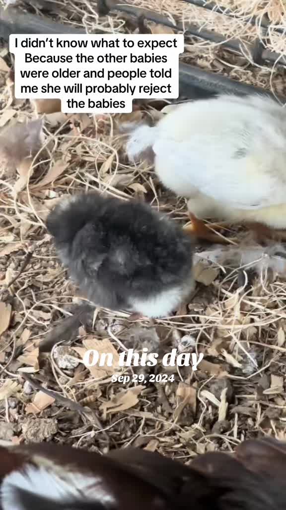 @NonniesFunnyFarm
