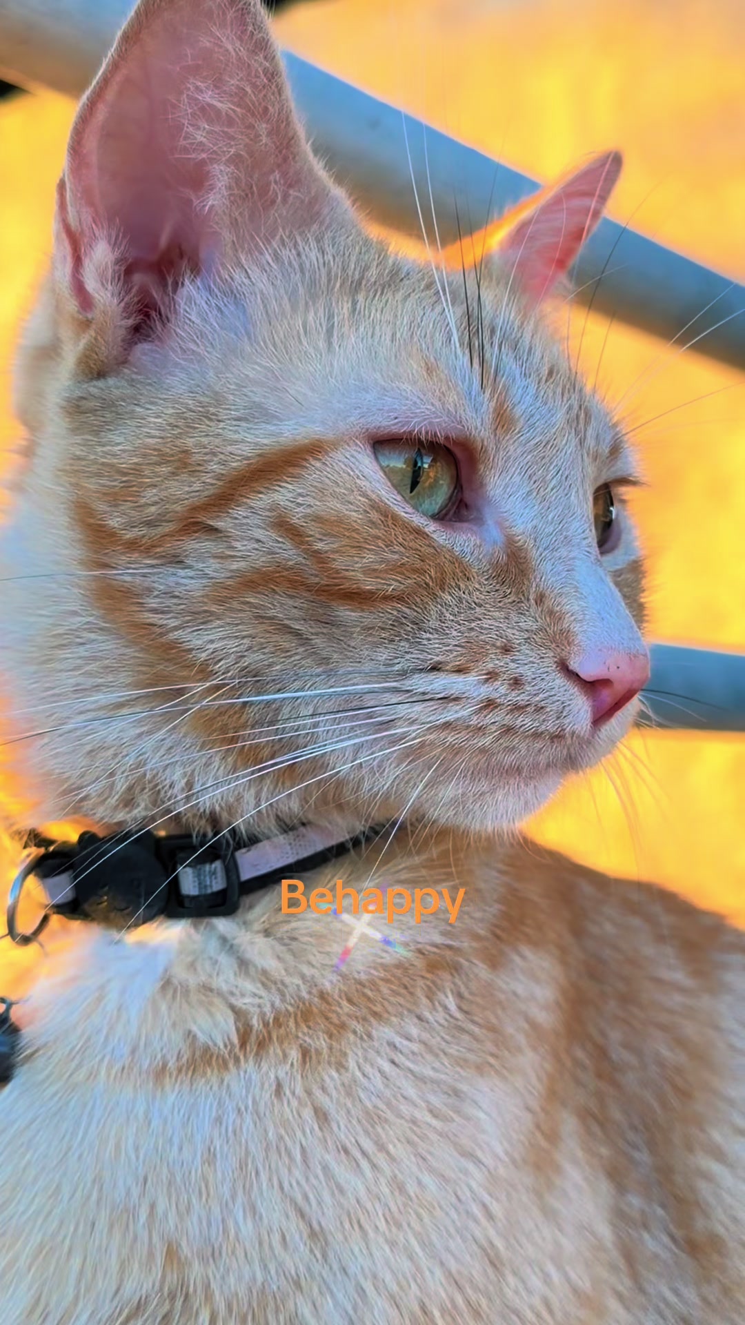 @Amri Gatitos