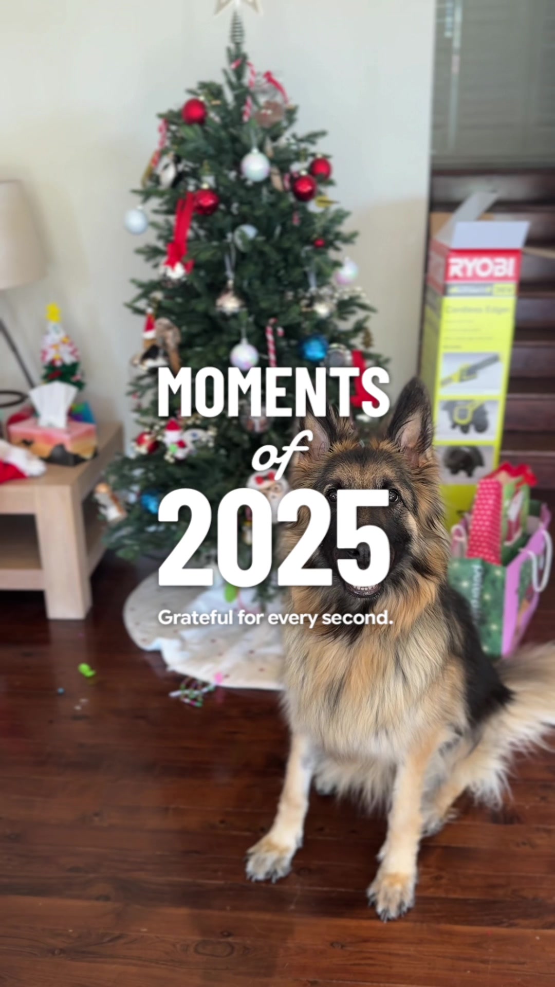 @Indy German Shepherd
