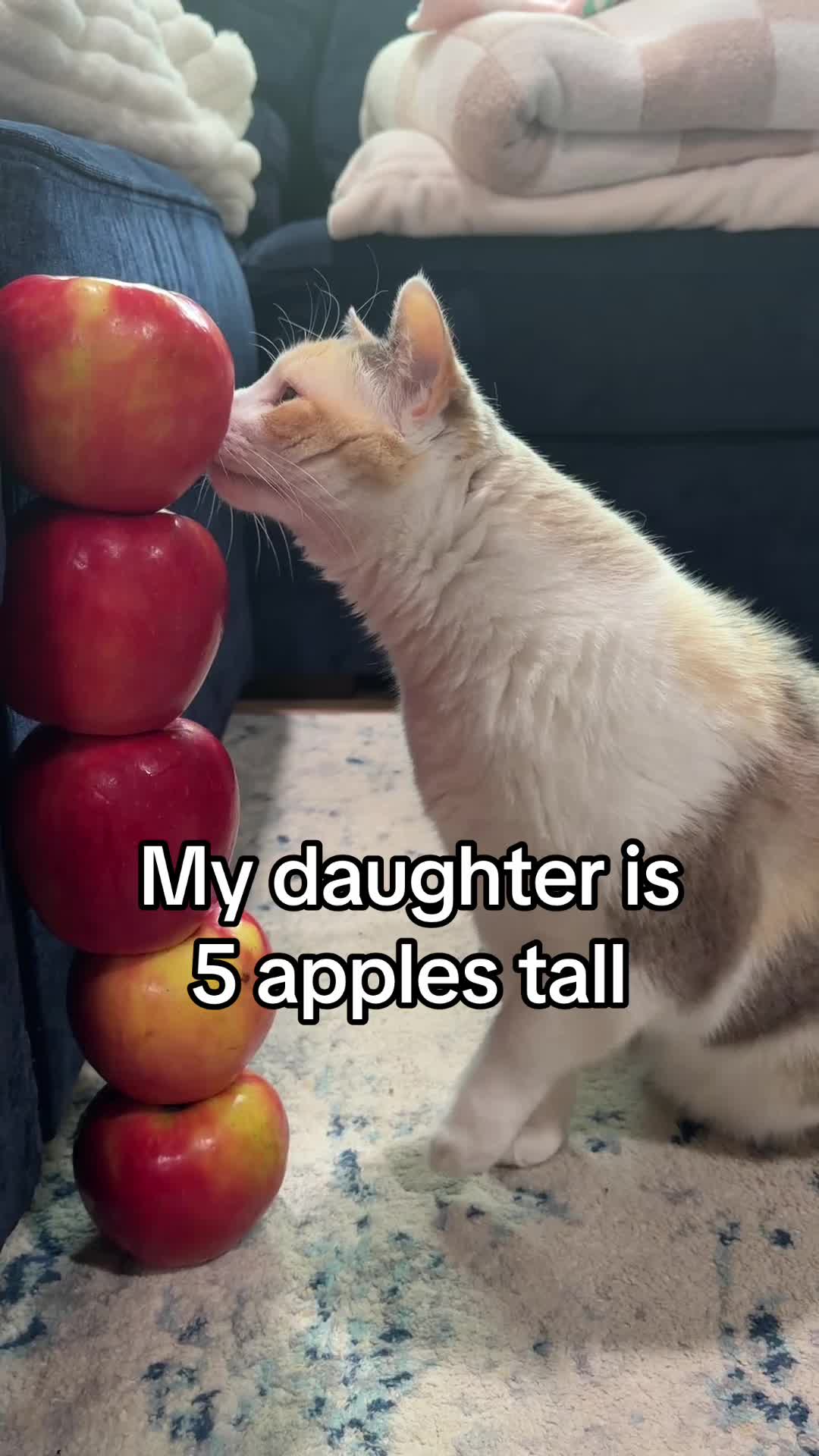 @Panko Cat