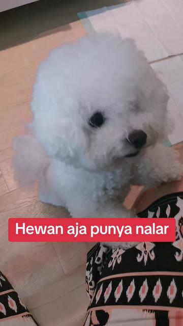 @melly chan