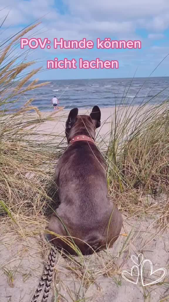 @FrenchieFrieda