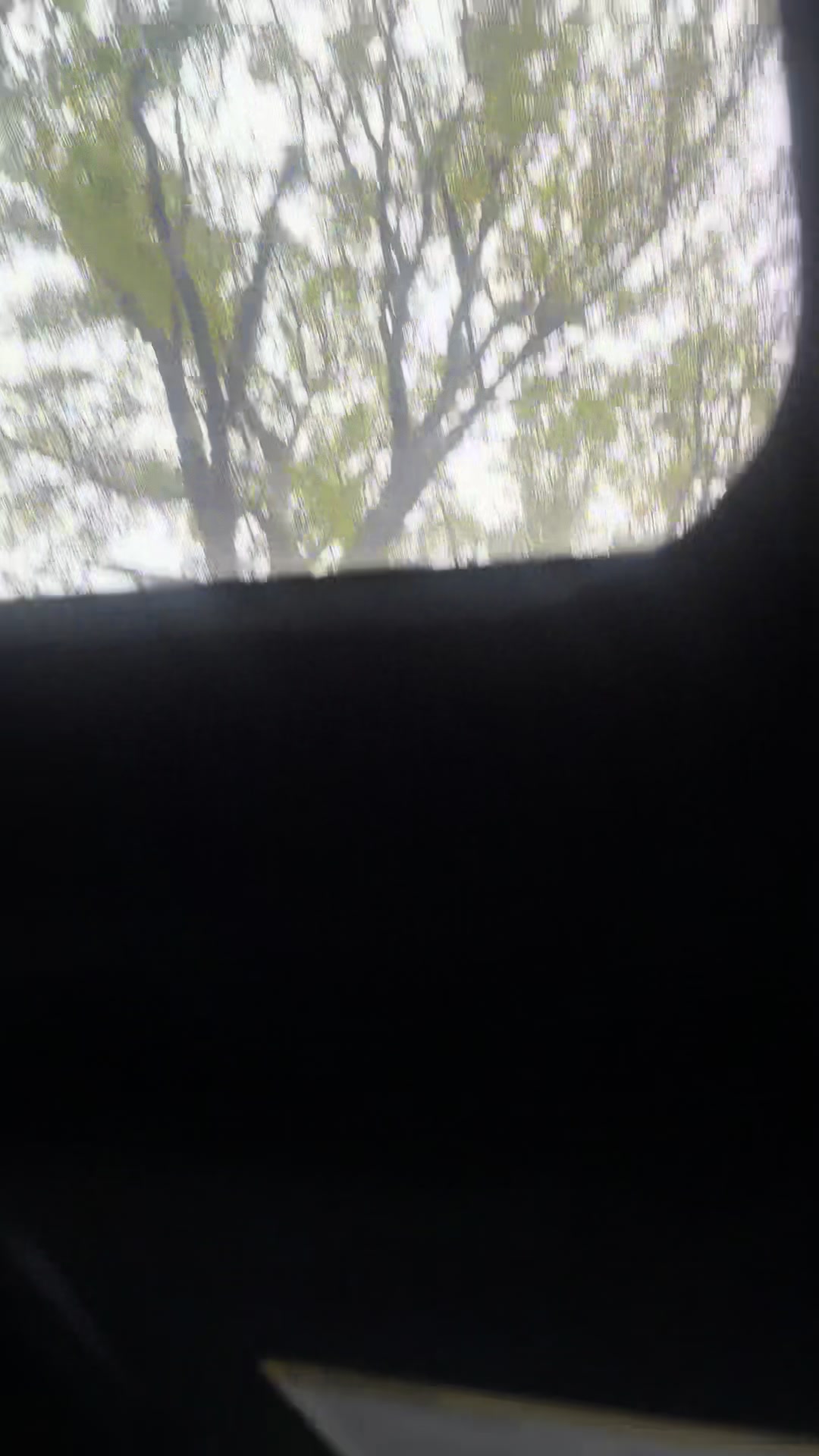@🌲