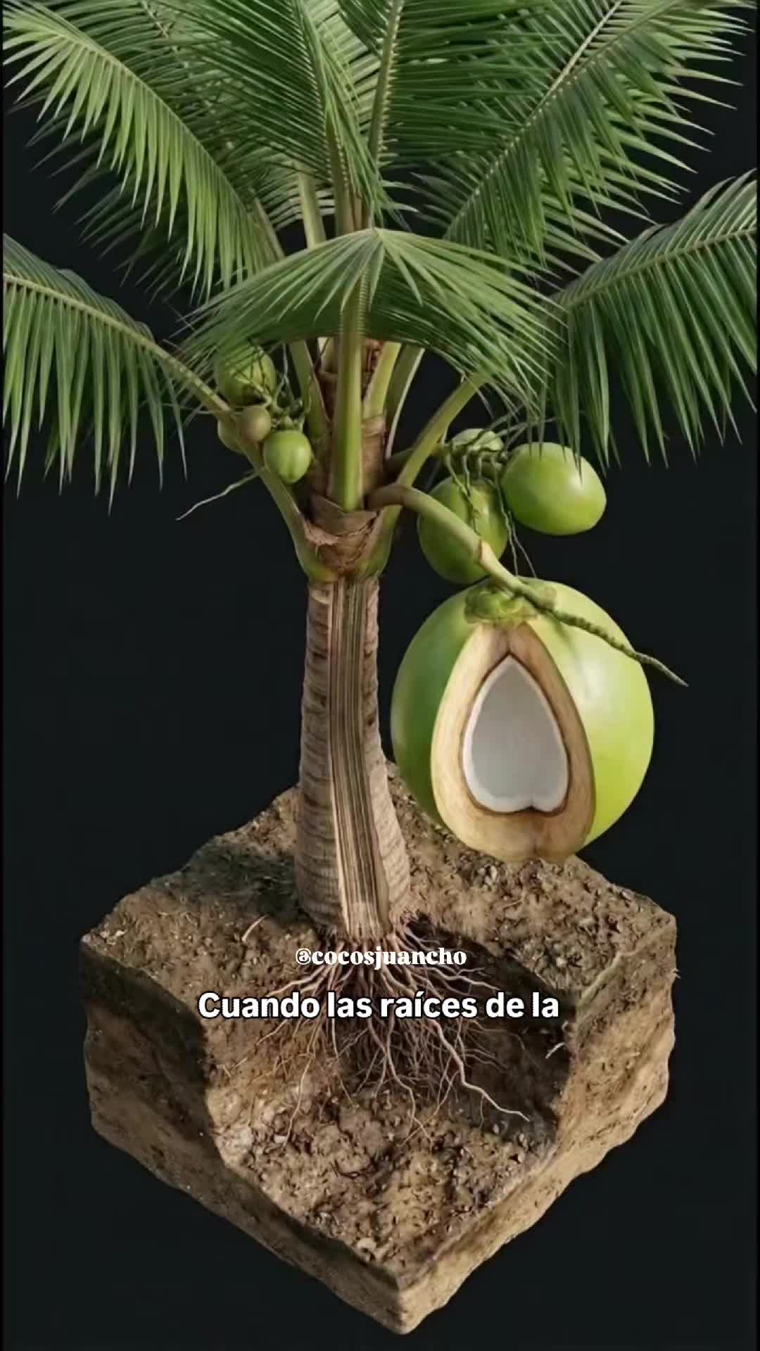 @cocosjuancho
