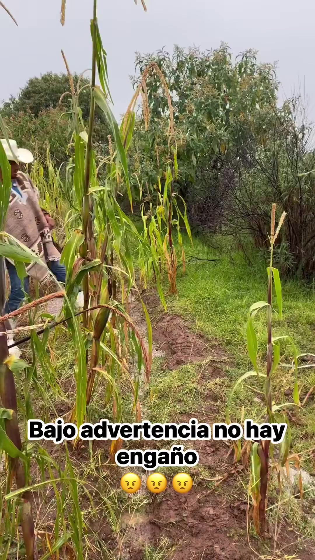 @lia32
