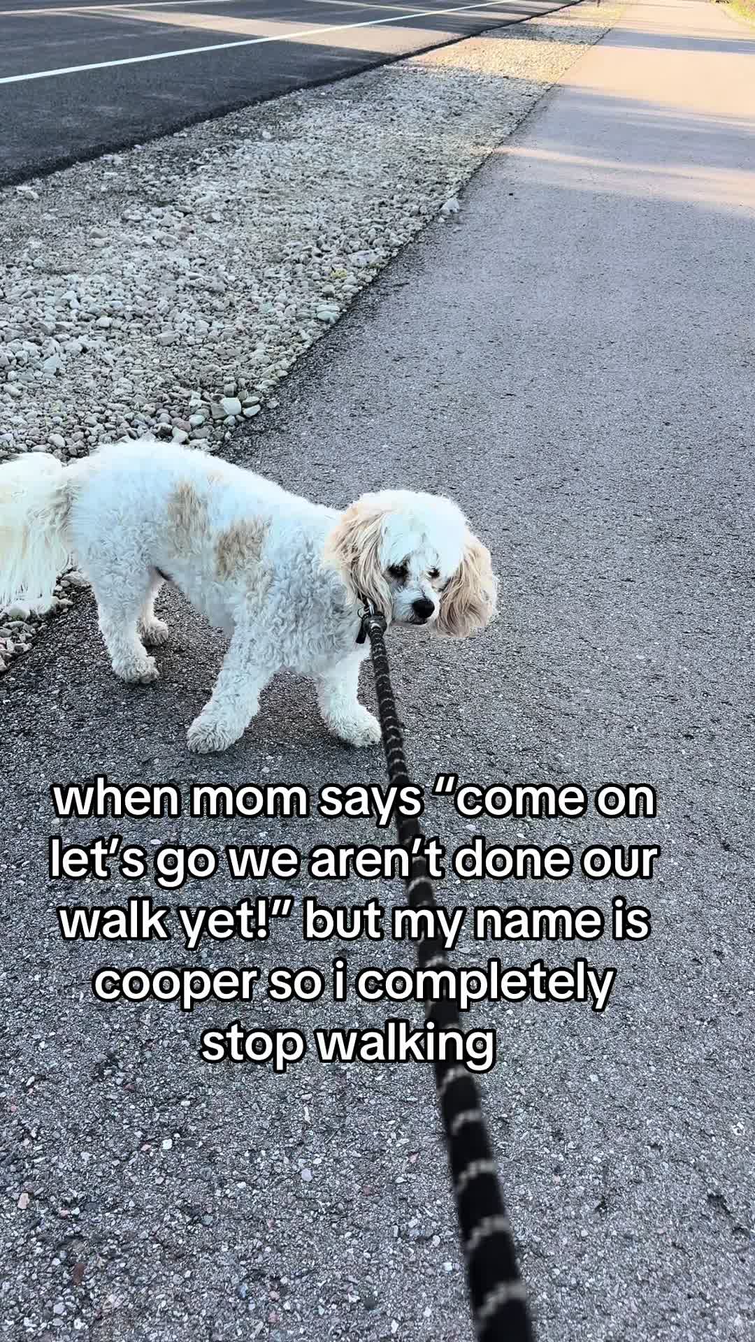 @Silly.dog.cooper
