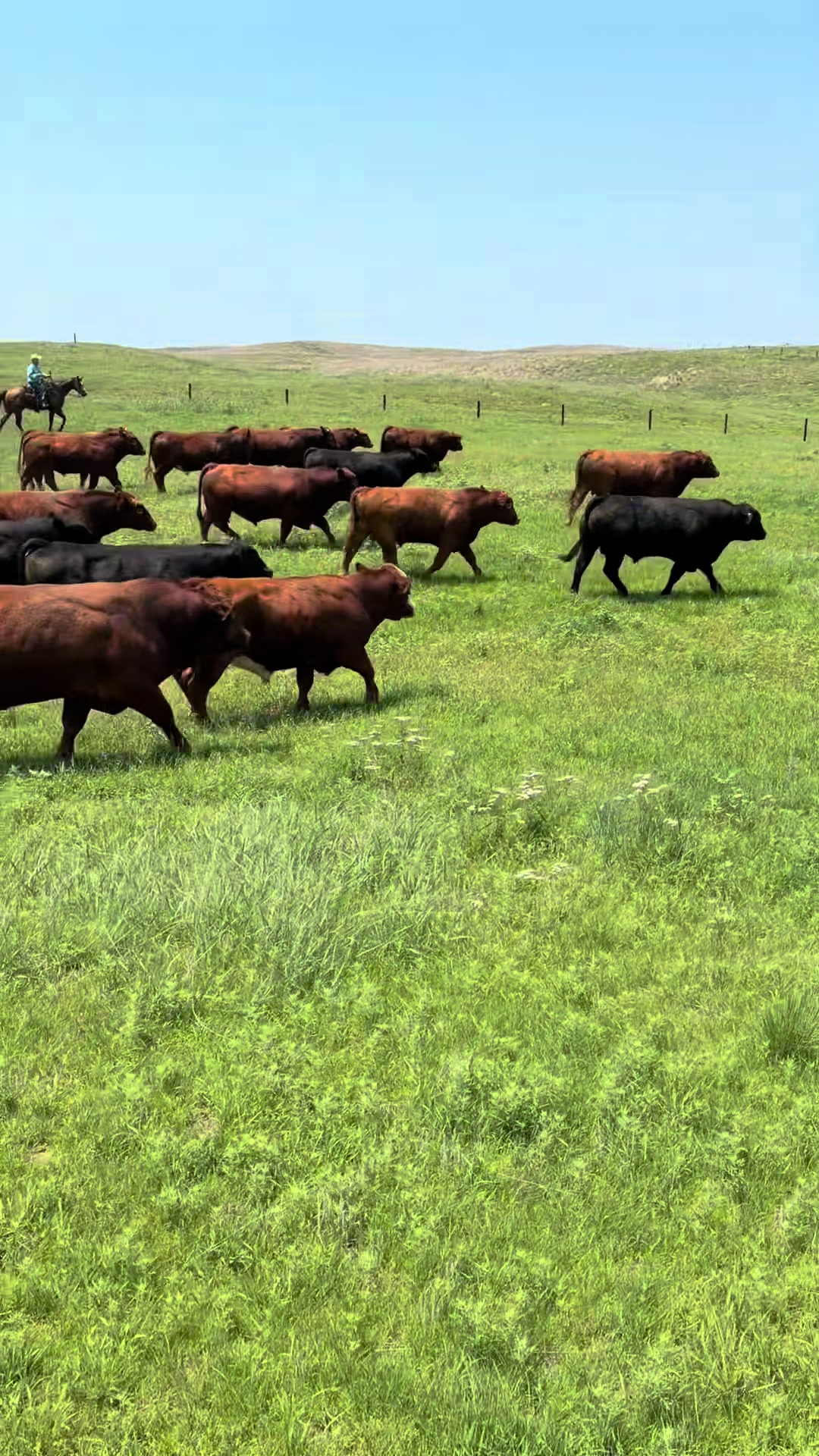 @Ruether Ranch