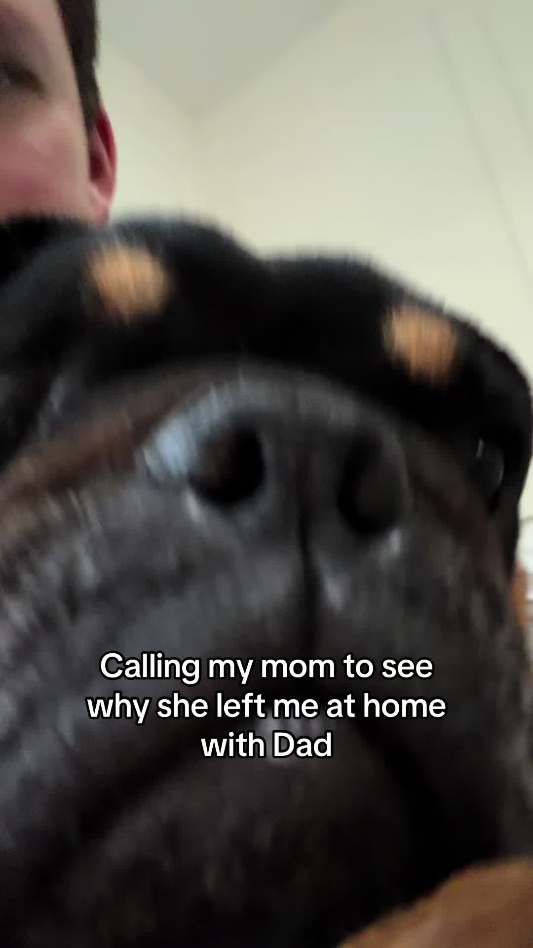 @Poptart The Bulldog