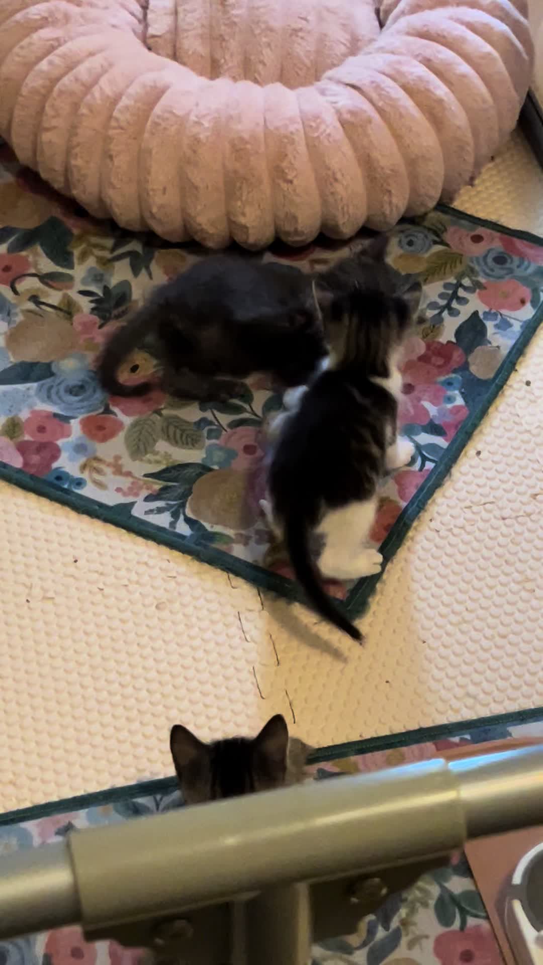 @Kitten.mama