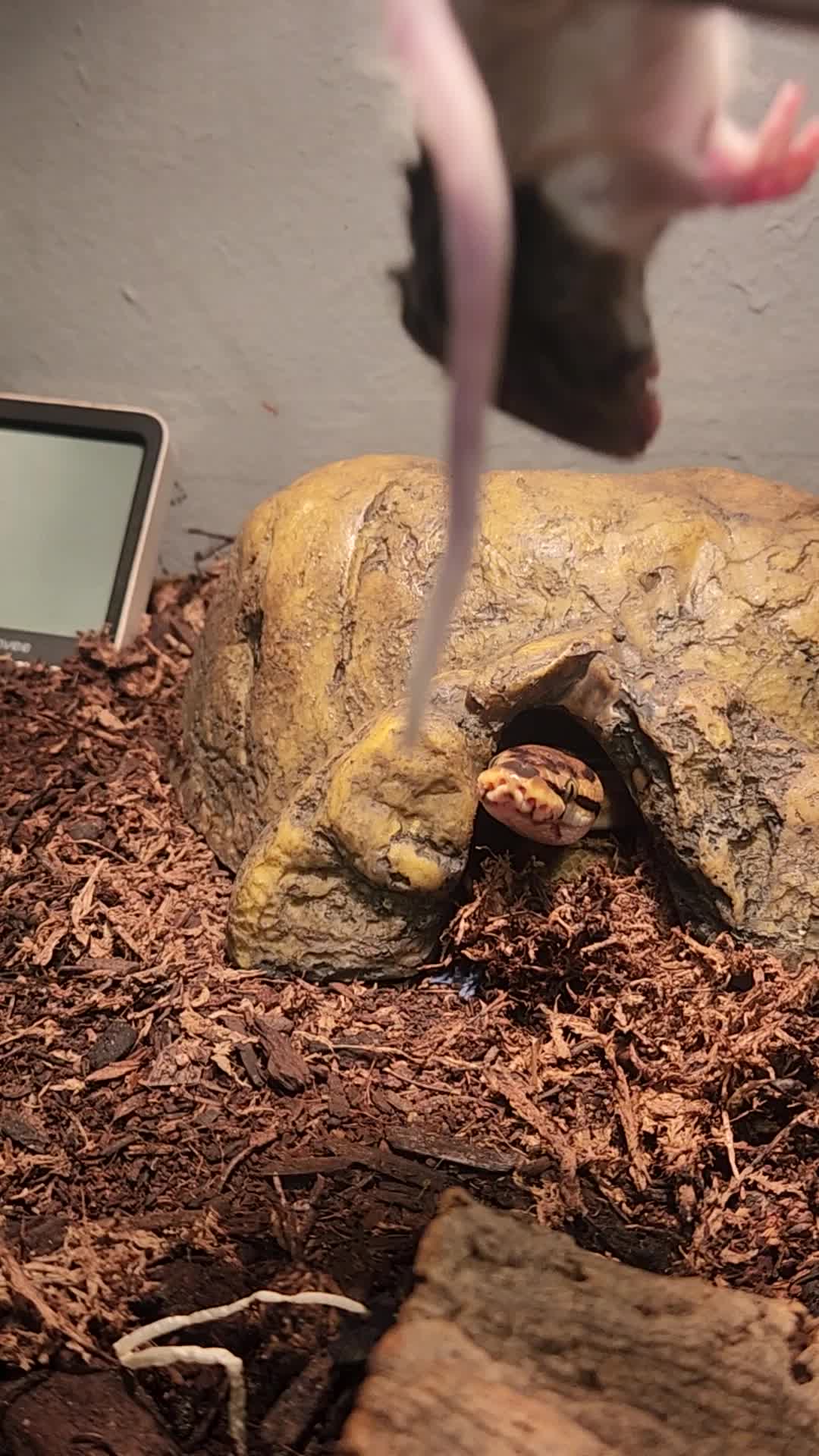 @Ballard&rsquo;s Reptiles
