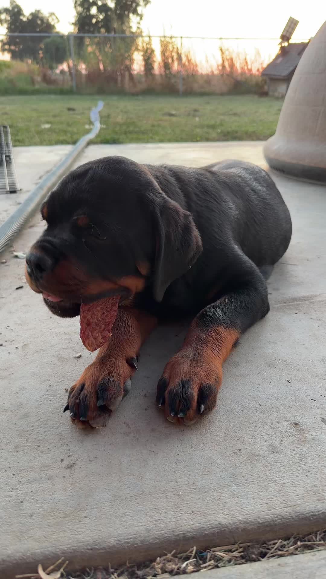 @✨VON DER MUÑOZ ROTT’S✨