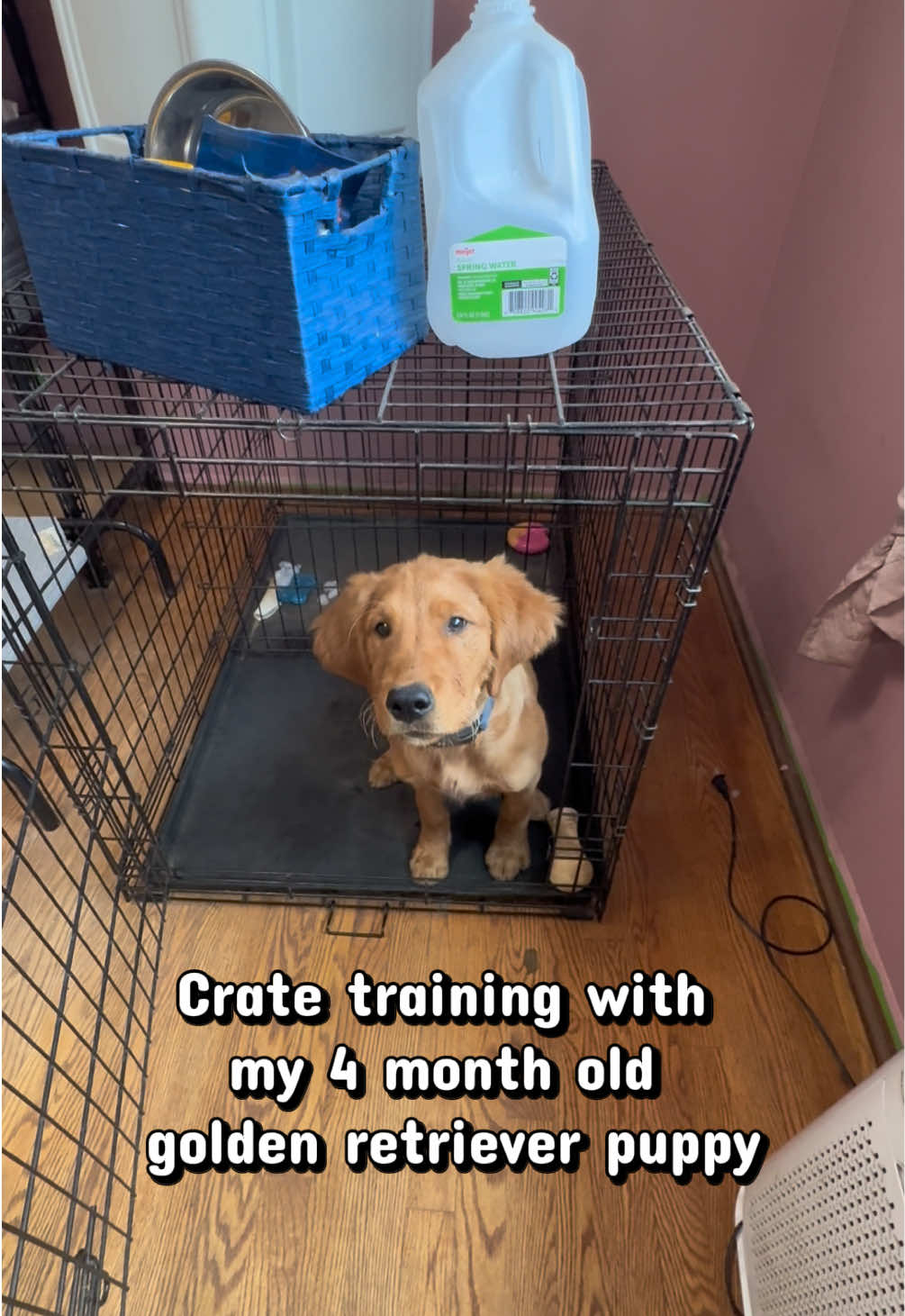 @potsiewithdogs