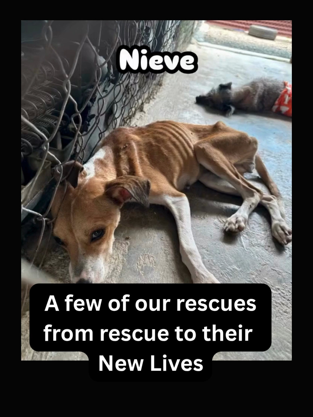 @A Dogs New Life
