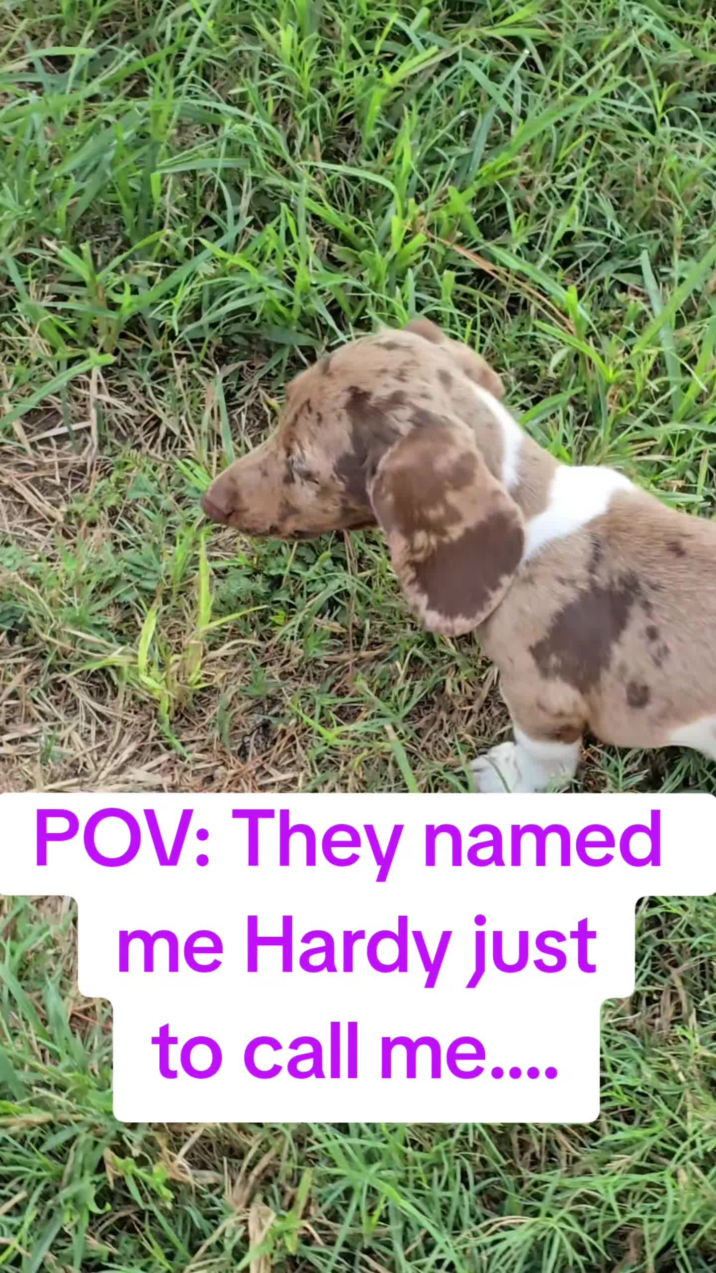 @Hardy the Hot Dog 🌭 🐾