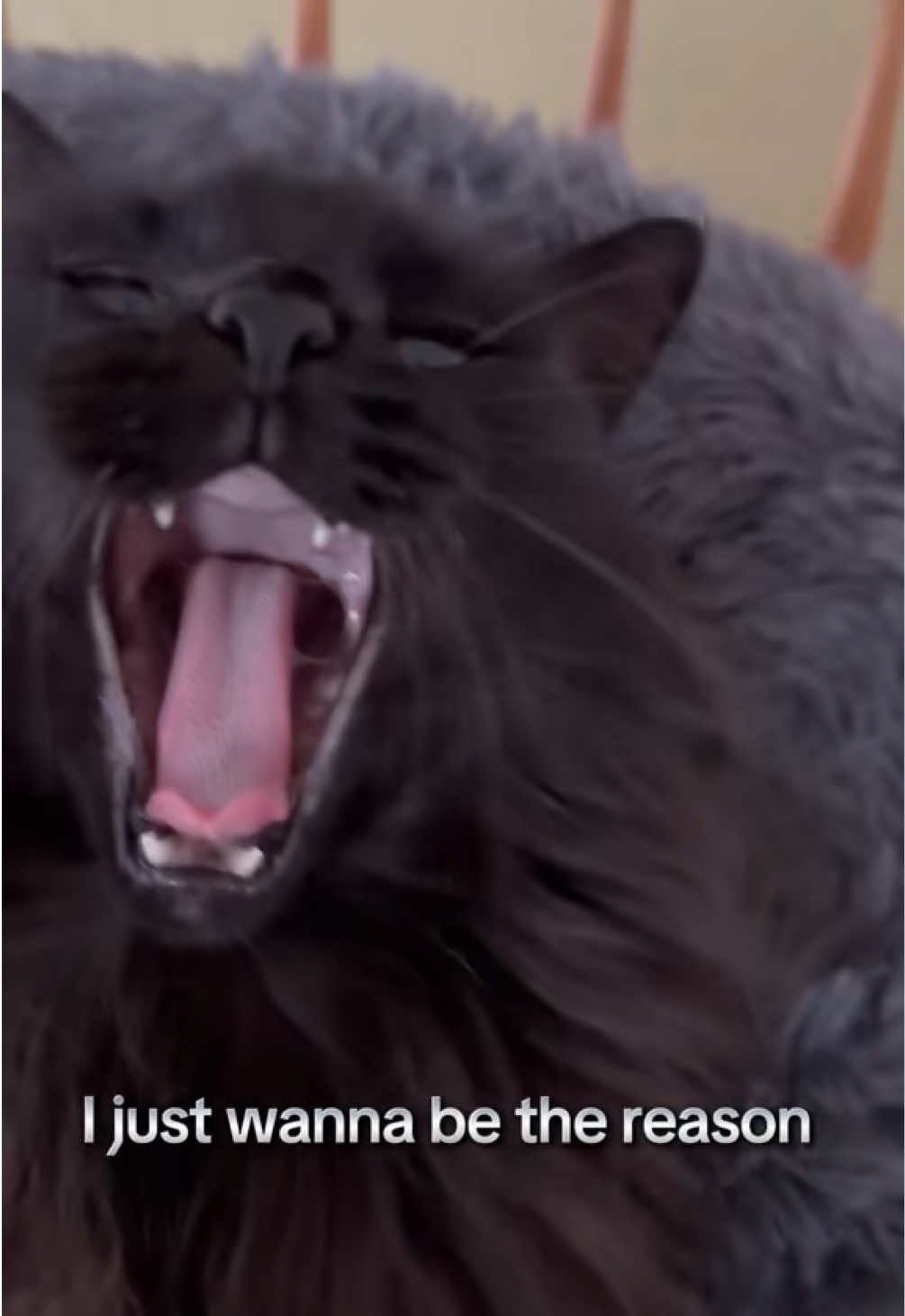 @Sir FluffyButt,the cat🇨🇦🇺🇦