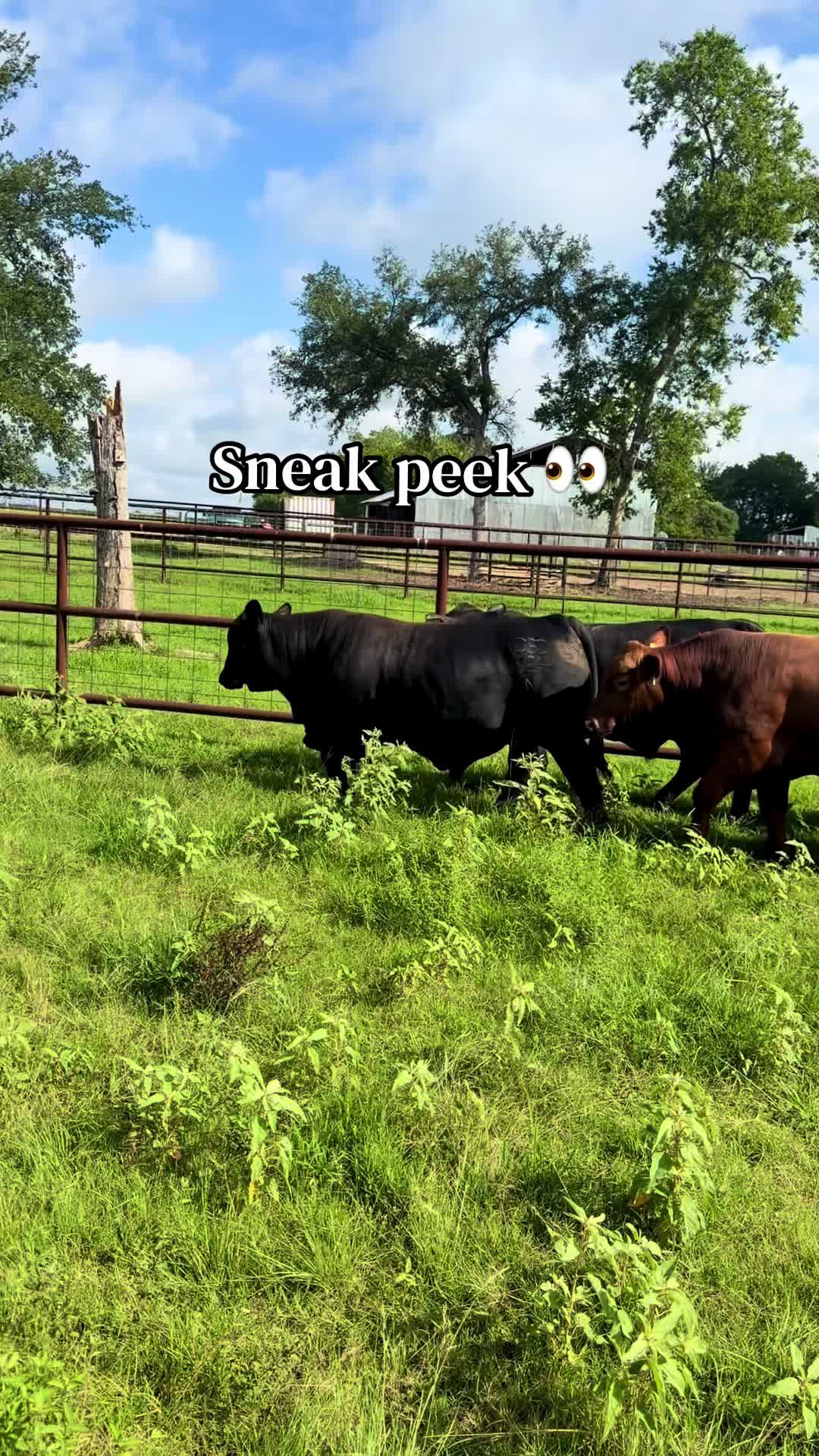 @Greenwood Stock Farms