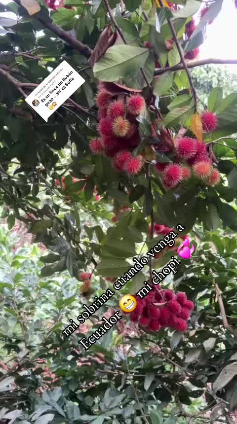 @🐓TU GALLO FINO 🐓
