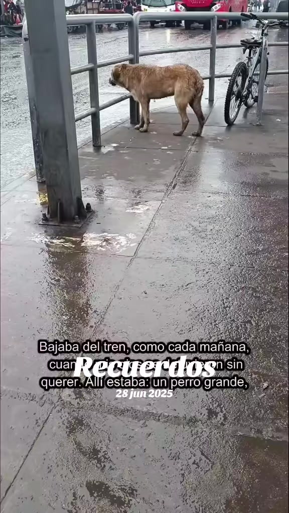 @Perritos Voladores