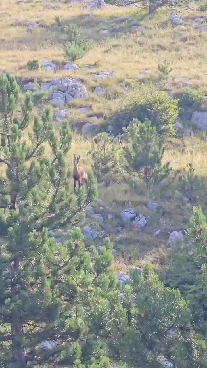 @Ријека Челебићи завичај💚