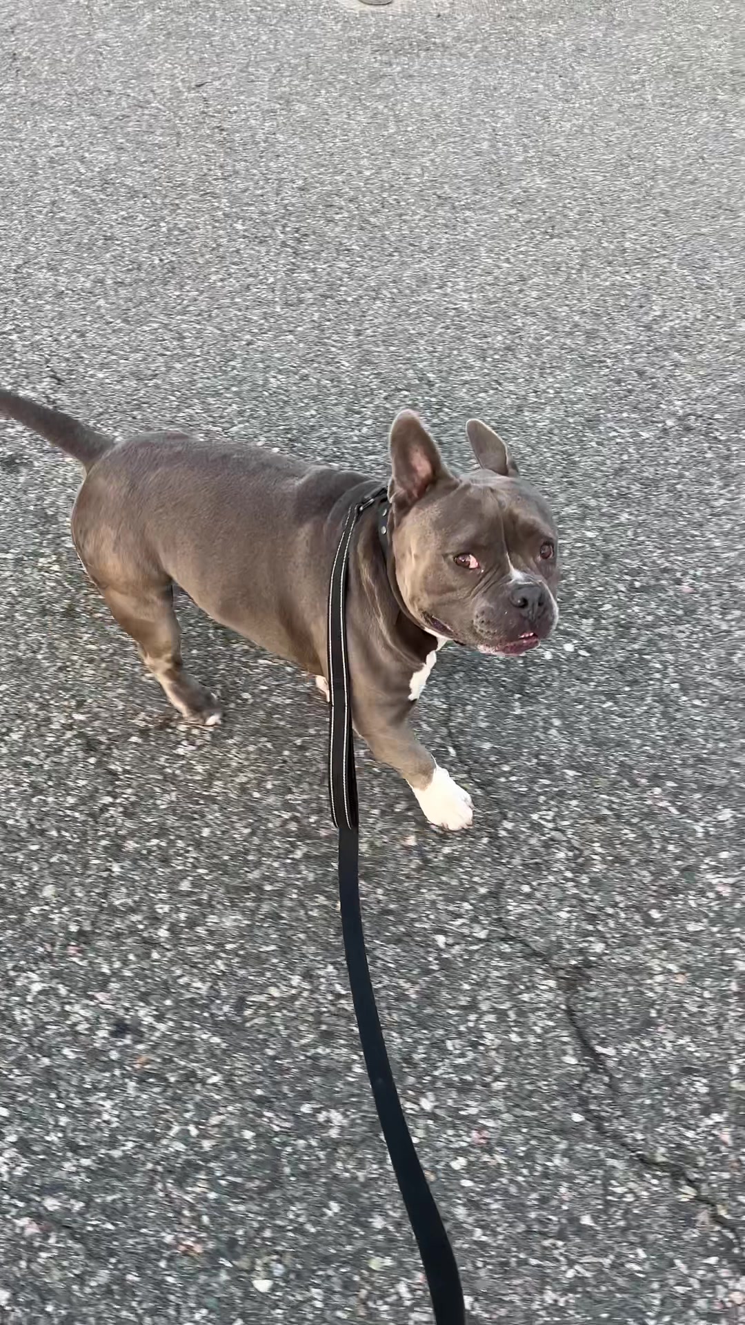 @Gunner | Pocket Bully