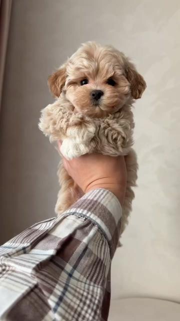 @Maltipoo Puppy Place