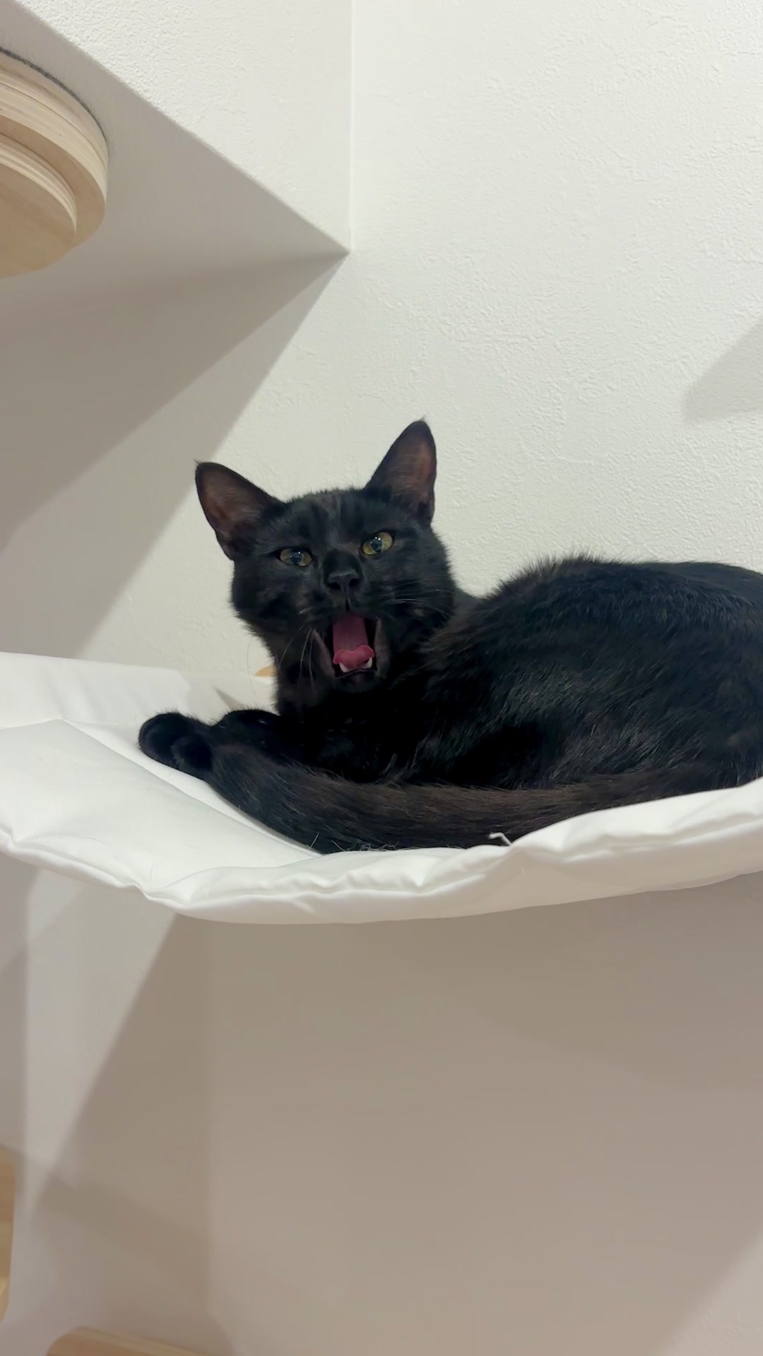 @飼い主とネコたち