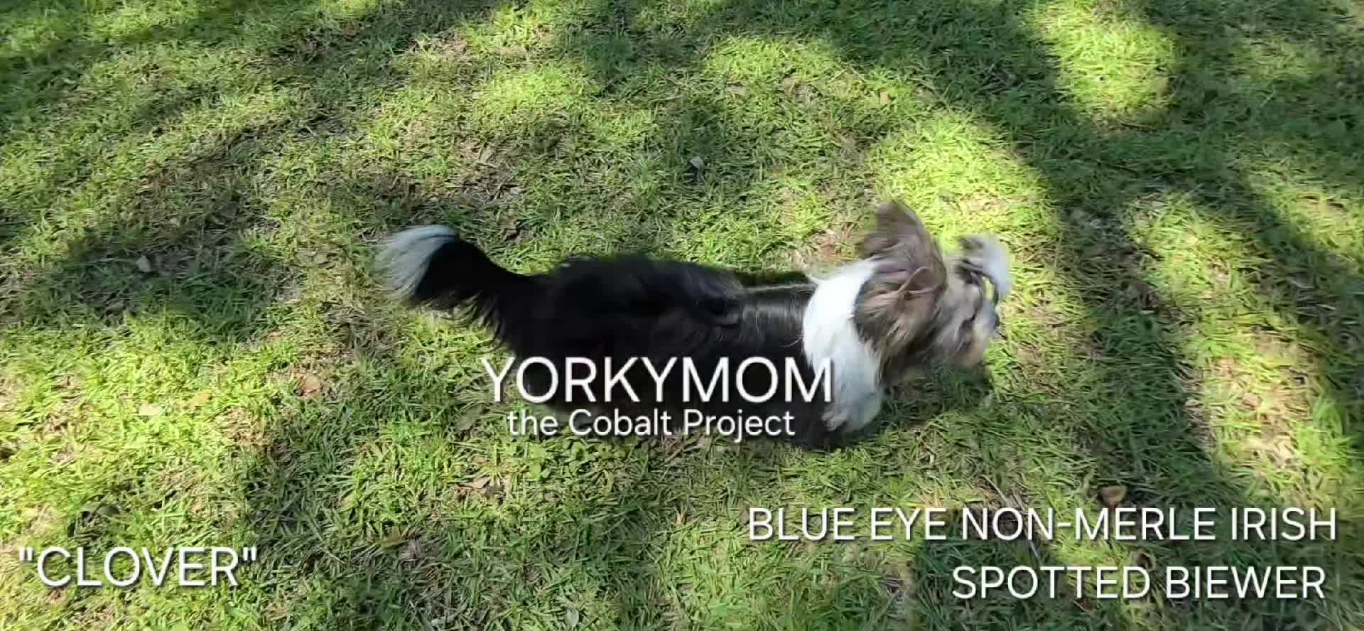 @theYorkymom