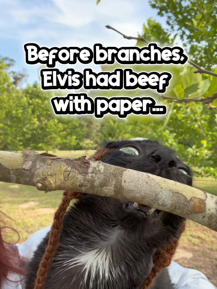 @Elvis Westley &Tre Gatti Farms