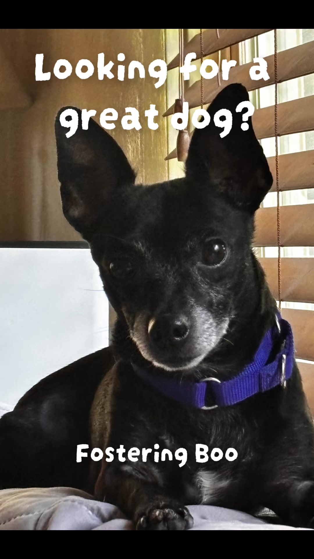 @LittleDog&Bogie