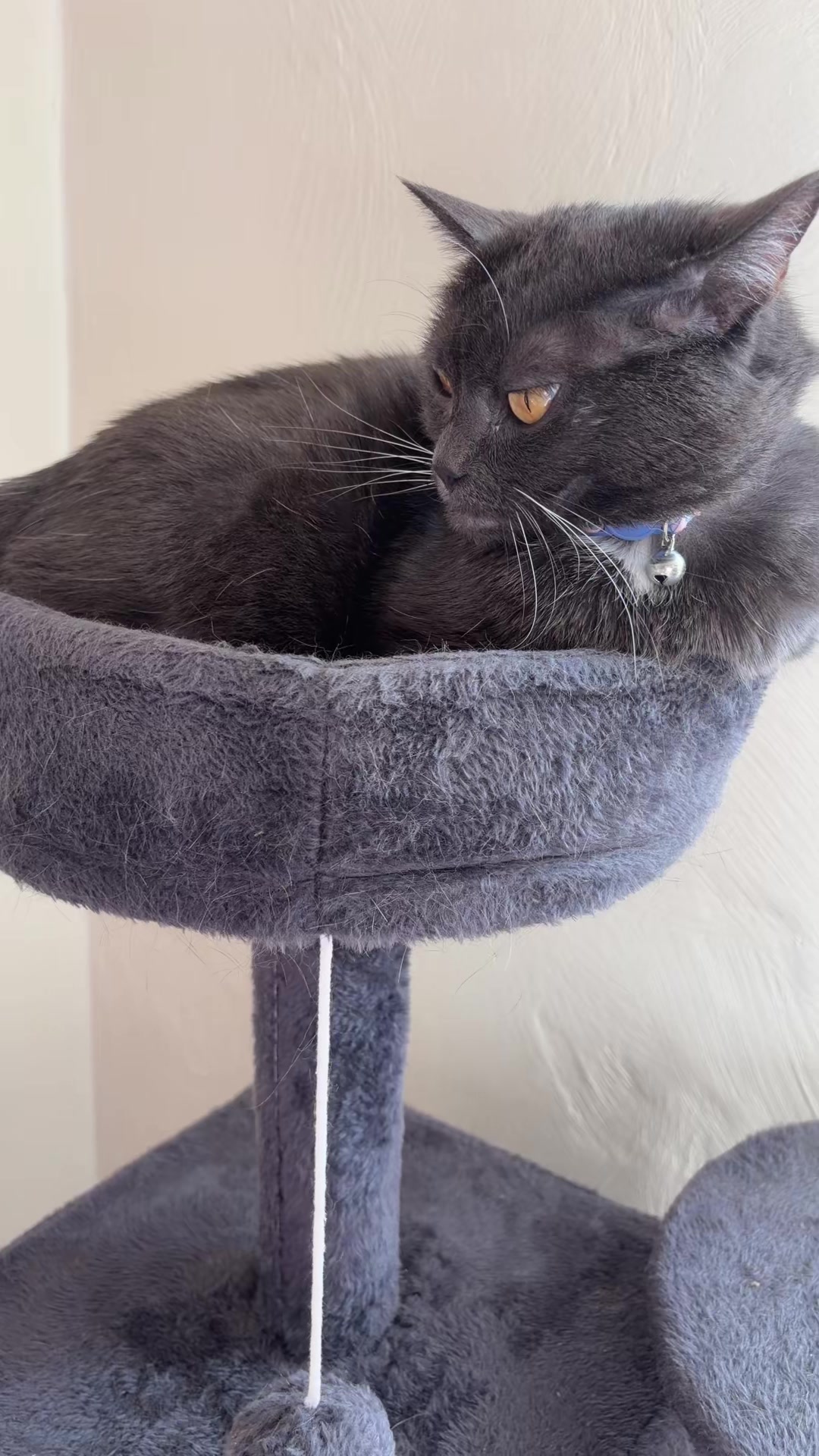 @zeldathecutecat