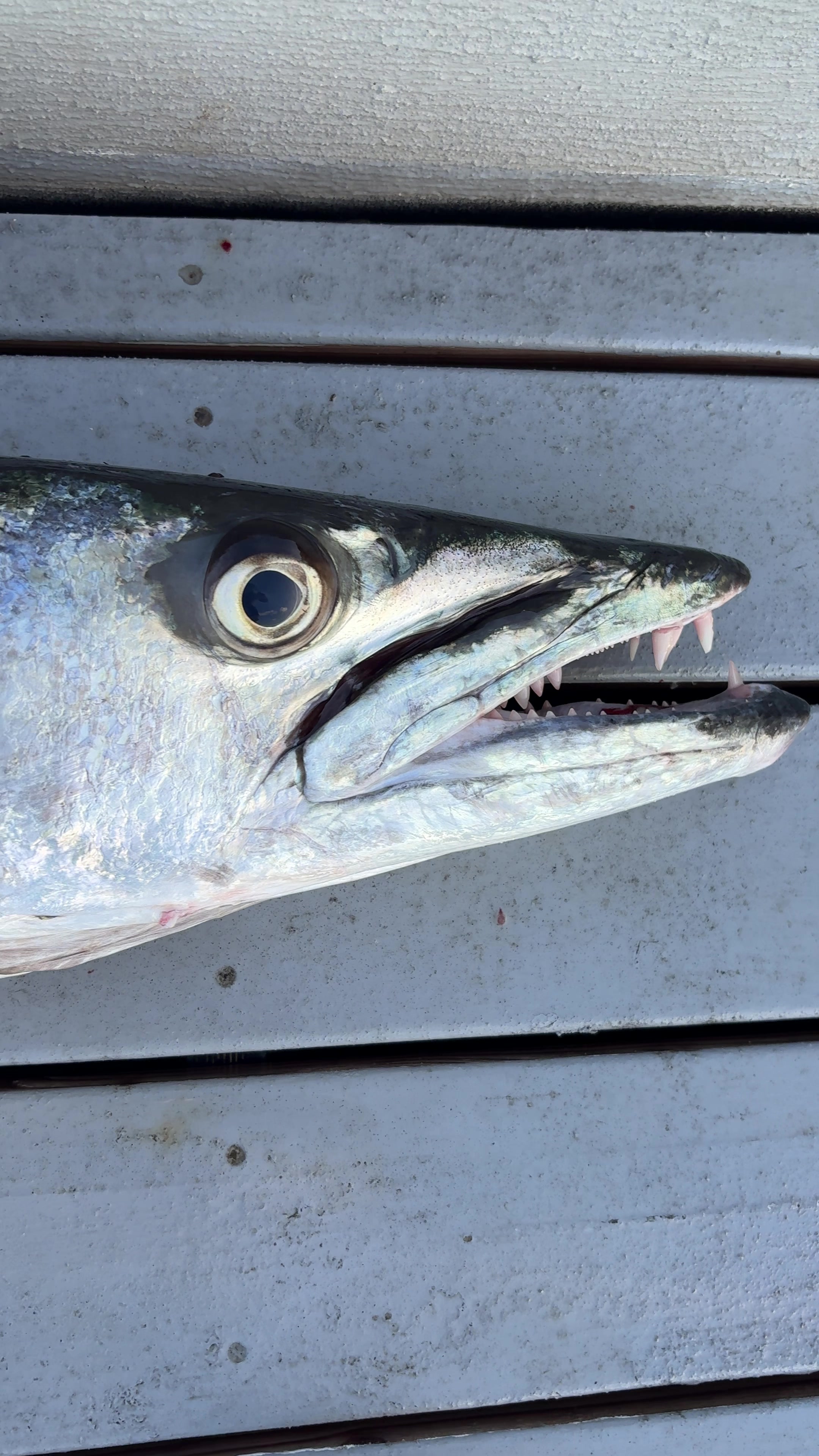 @fishmason