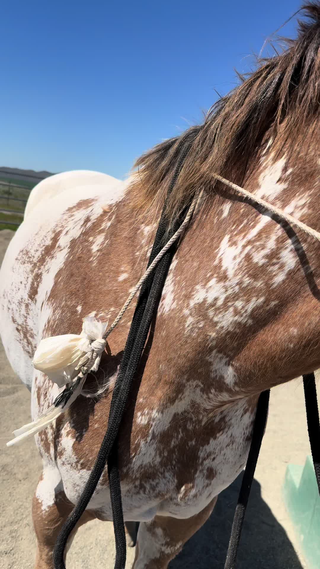 @Cowgirl Tuff Colt Training ❤️