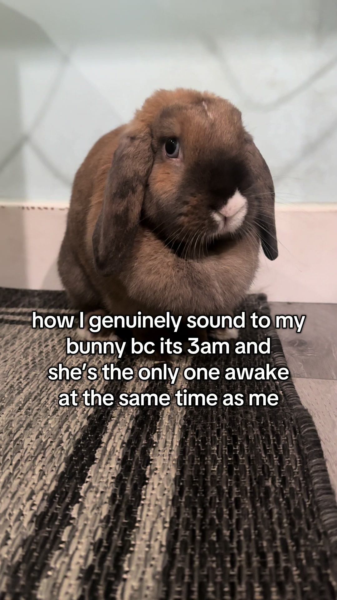 @honeythebunny24