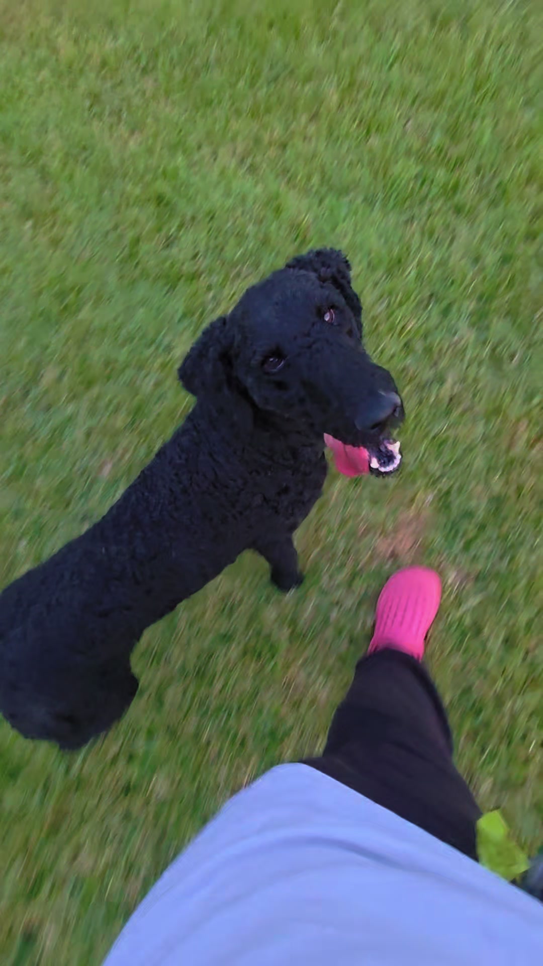 @Canine Wonders Training