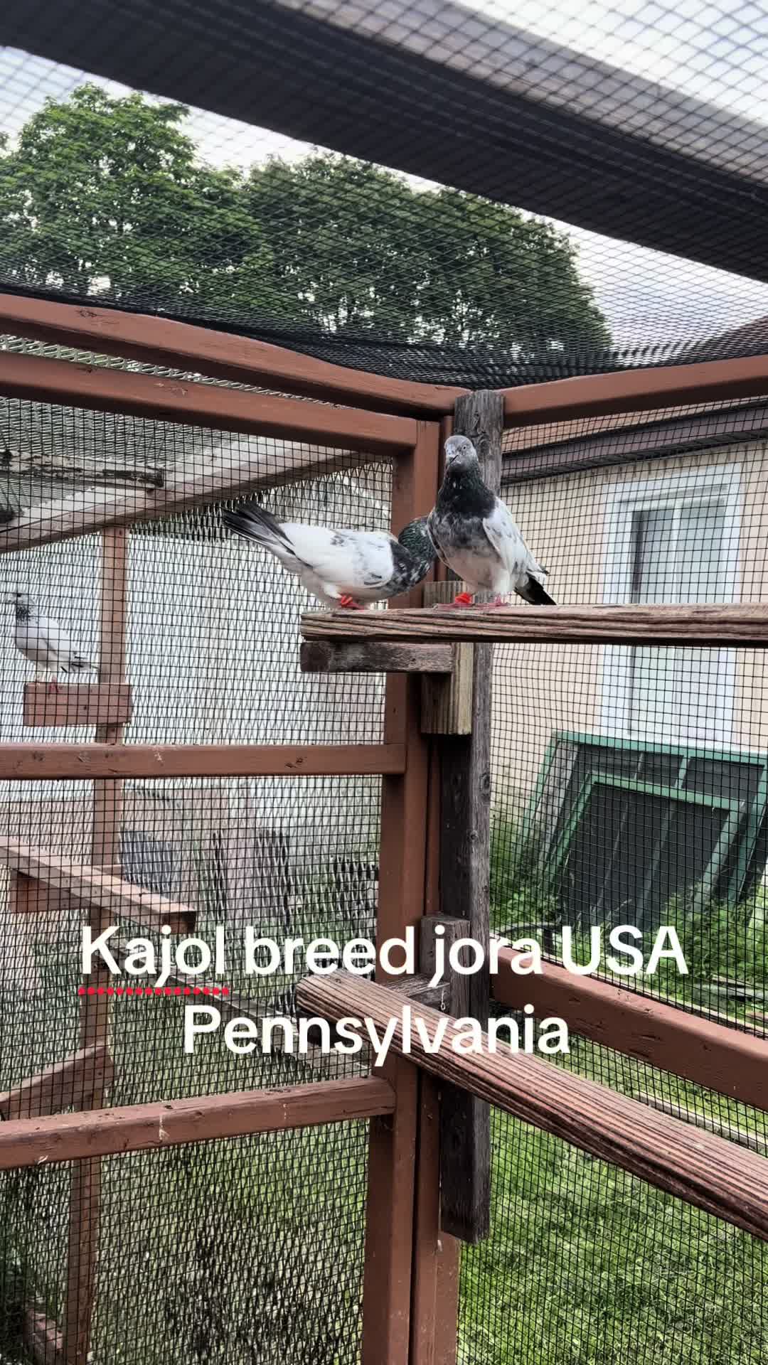 @USA 🇺🇸 Pakistani pigeon club