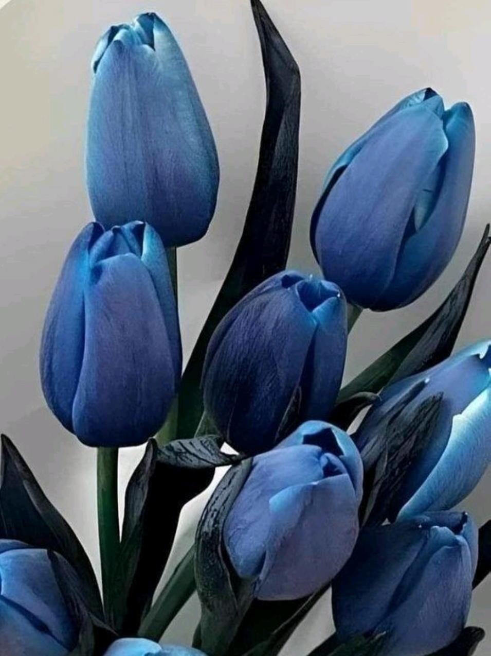 @Music_trg