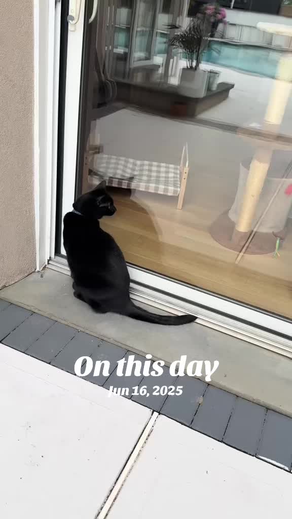 @Oscar Jeremy the cat!