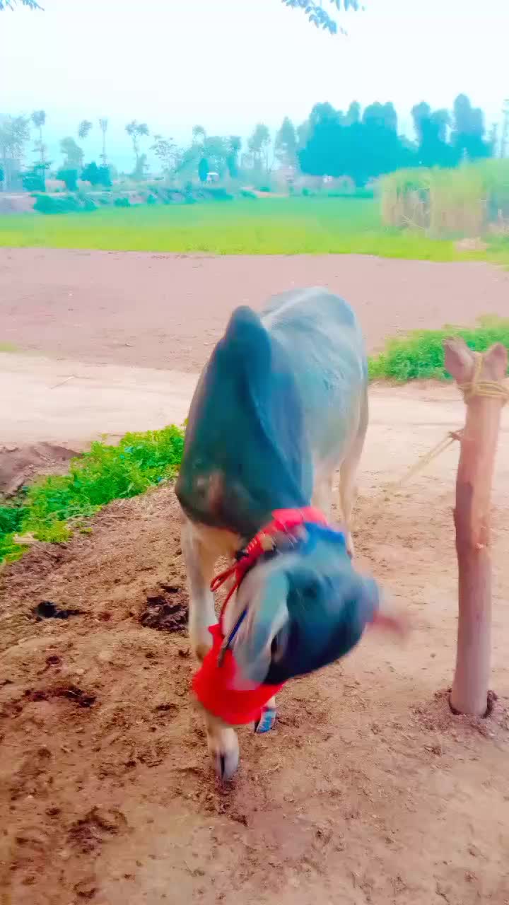 @Rana nafice Rajpoot 262