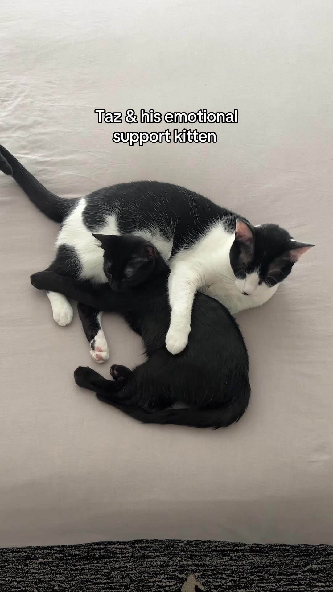 @Christina | Cat Rescue 🐾