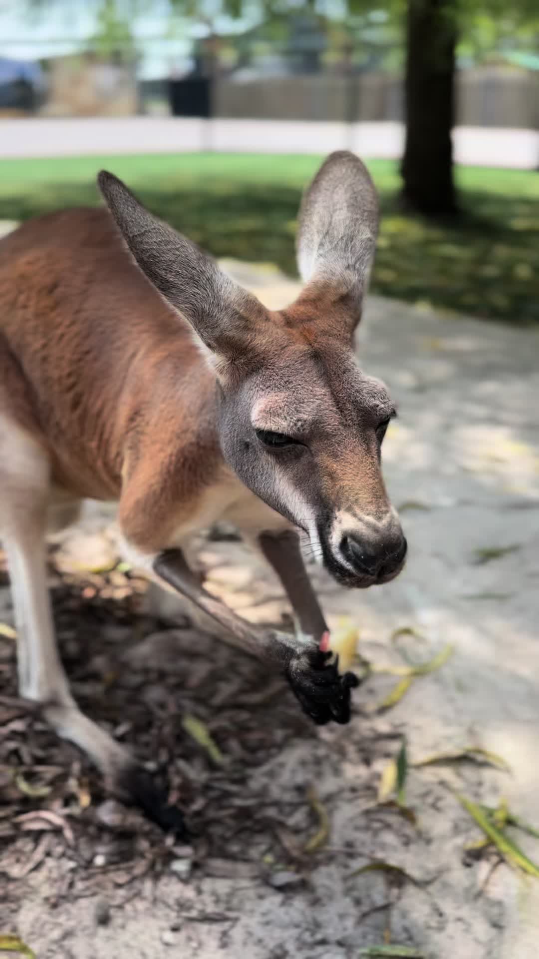 @southlandsafari
