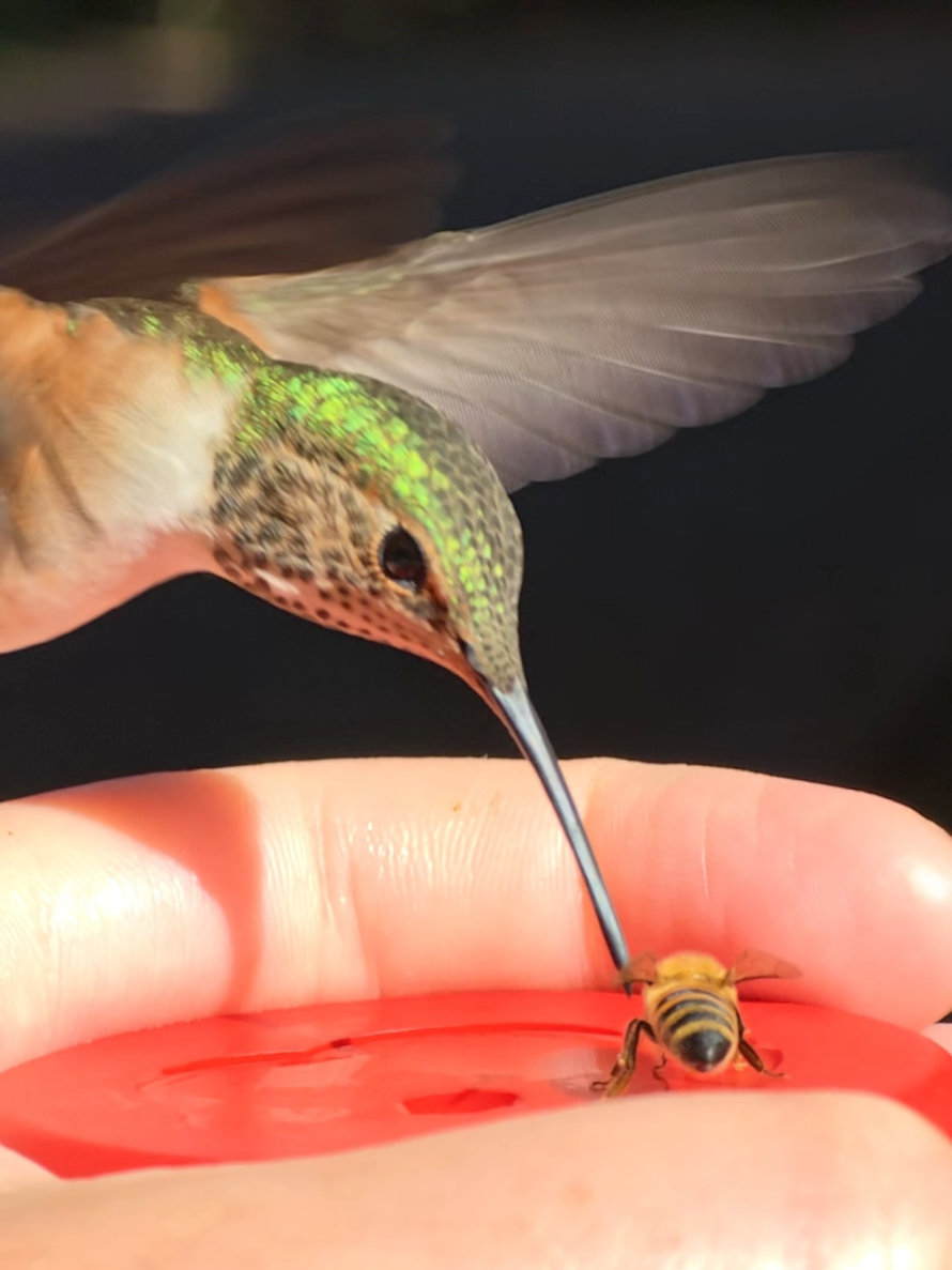 @unreal_hummingbirds