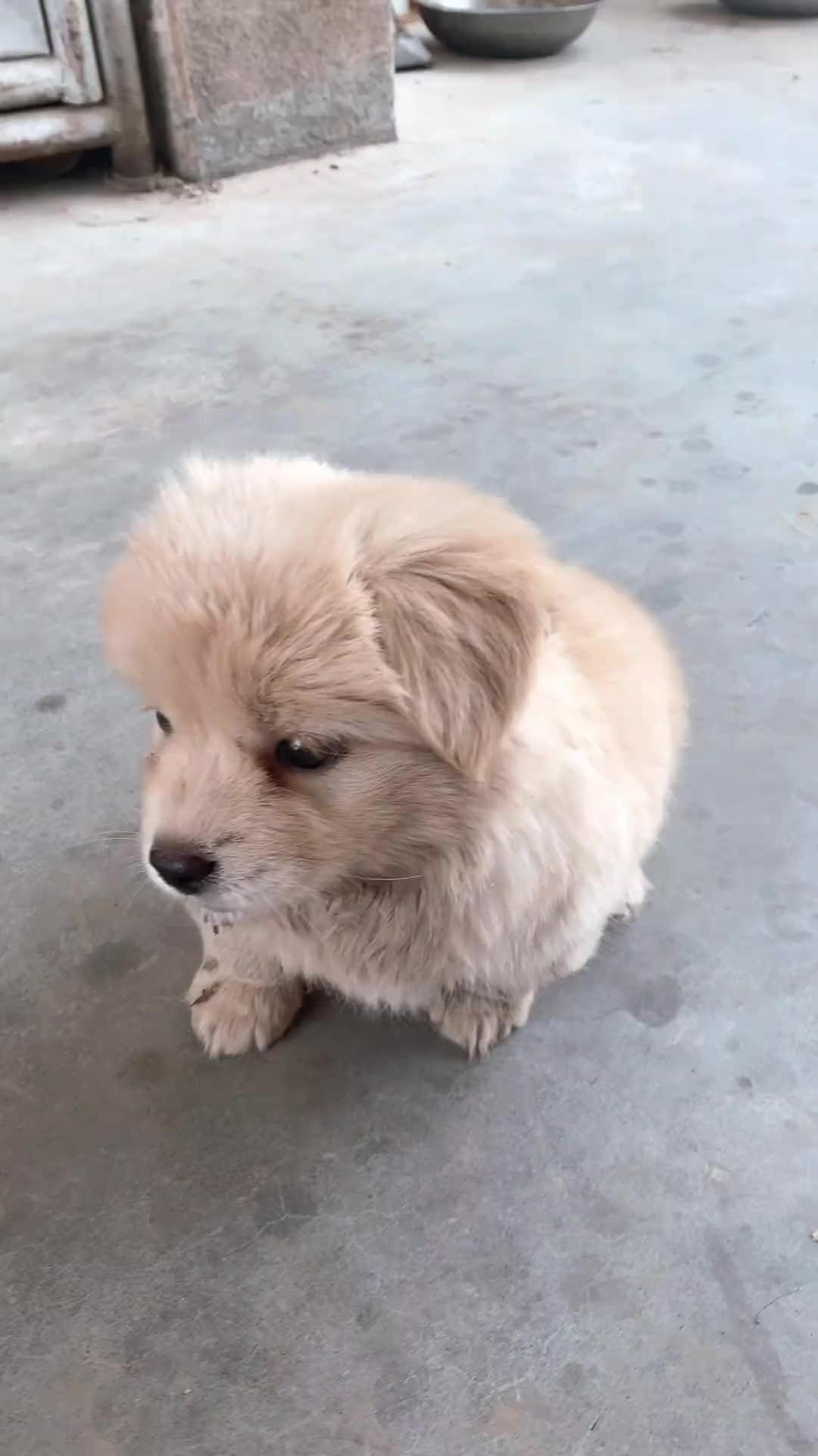 @MeowWoofMoments