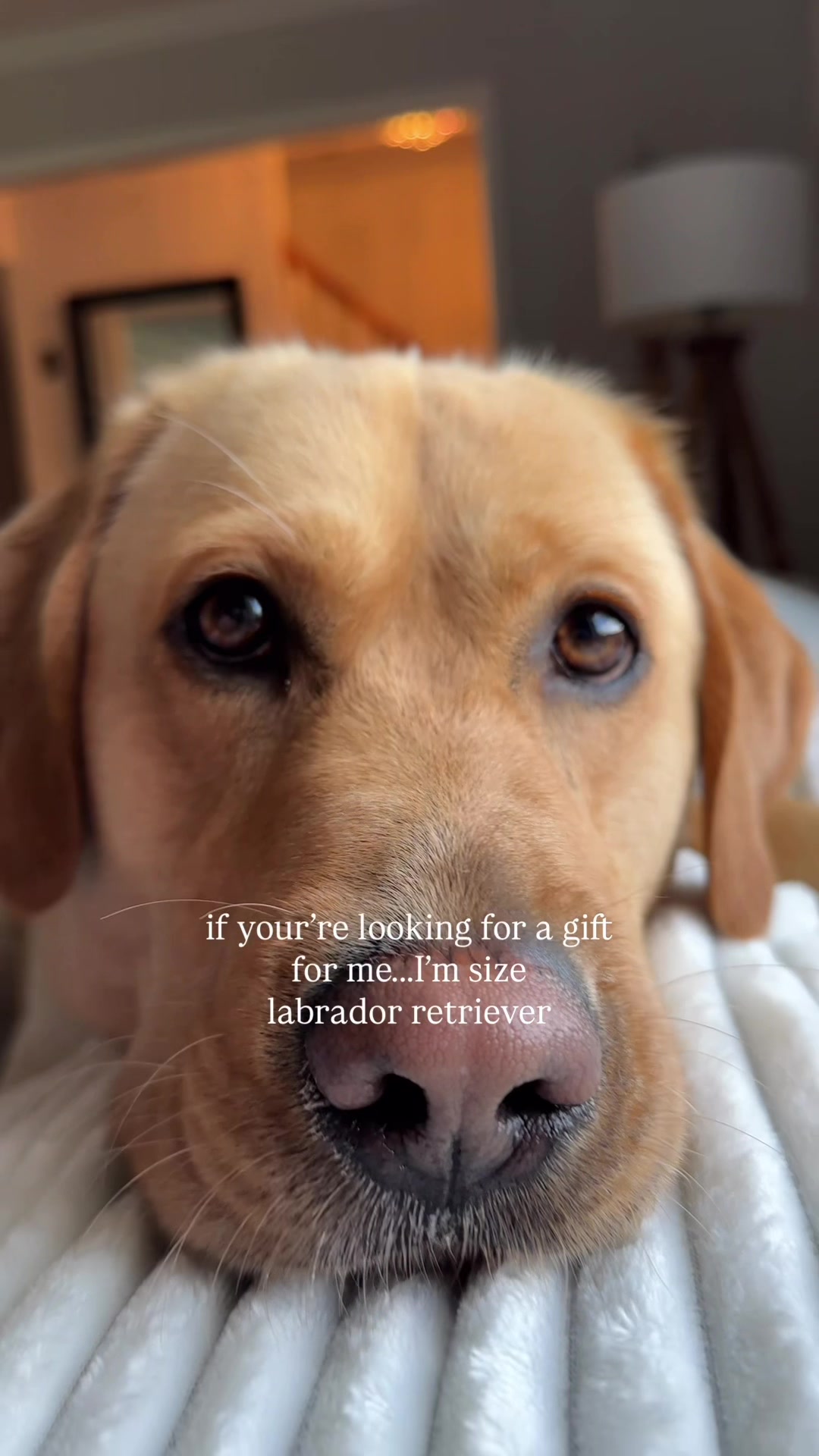 @Lord Jack The Yellow Lab
