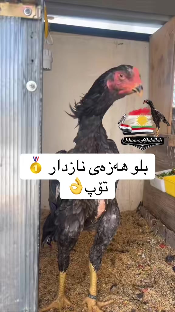 @ئۆشامۆ عبدالله🥇