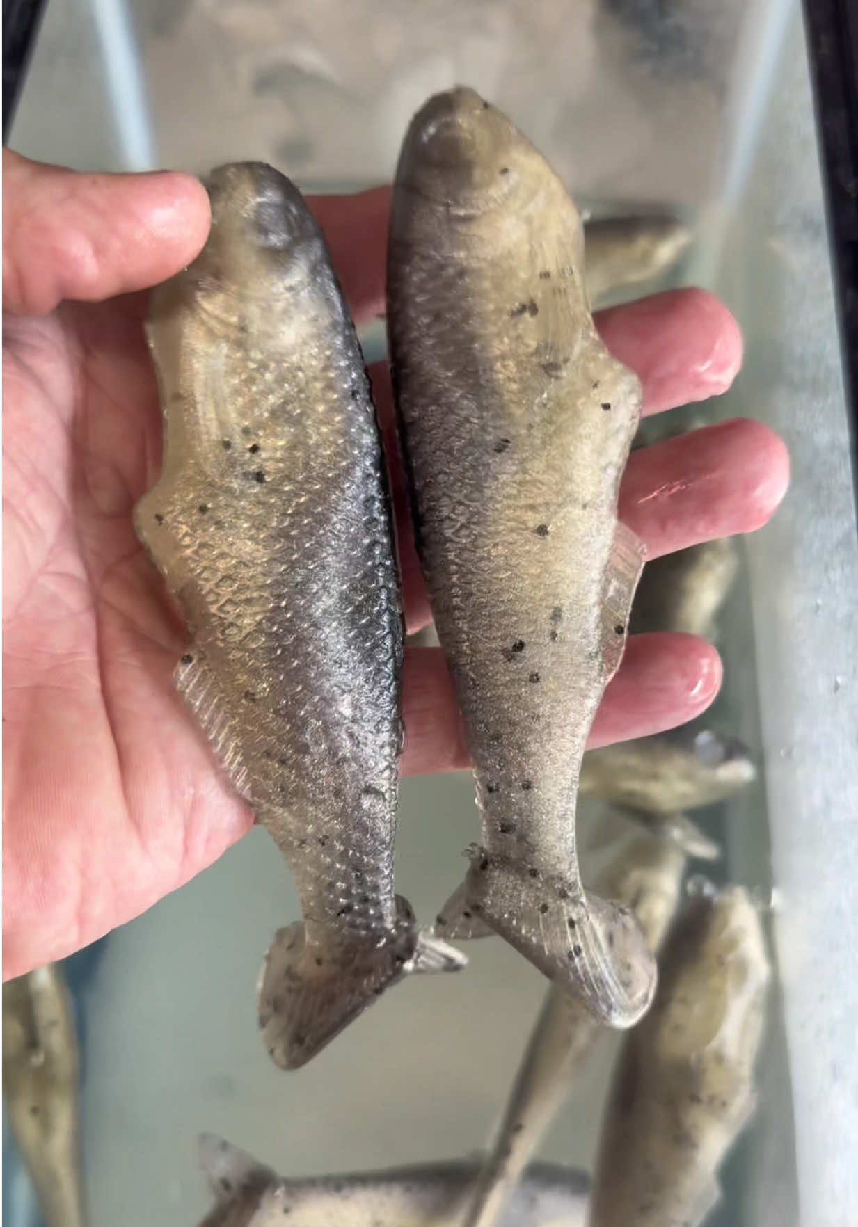 @Tacklehead Fishing